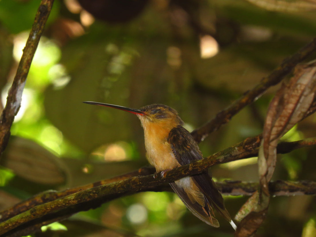 Regenwaldschutz in Peru