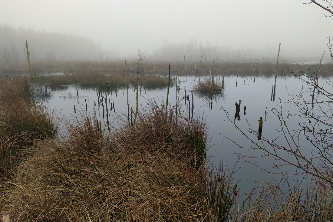 FLSK x Deutsche Wildtier Stiftung: Das passiert gerade im Aschhorner Moor