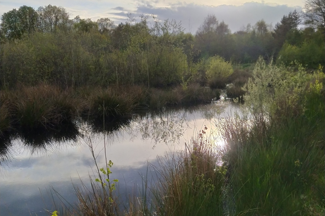 Aschorner Moor und Wasser